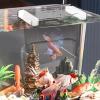 laxreheye Breeder Box for Aquariums view 3