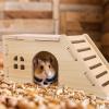 Hamster Wooden House with Ladder view 3
