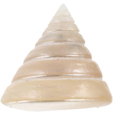 Milisten Decorative Shell Figurine