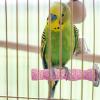 Bird Cage Perch - Calcium Stick view 4
