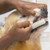 Finger Toothbrush for Dogs view 3