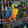 BnyHjir Bird Perch view 3