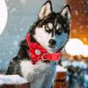 Yardwe 4-Piece Flower Collars for Pets, Bell and Flower Pattern, Adjustable Metal D-Ring view 4