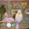 Chew Toy for Birds – Rattle Spinner Toy view 2