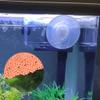 YUOIUX Fish Feeder with Suction Cup view 4