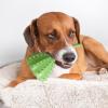 Generic Dog Chew Toy | Slow Feeder for Dogs view 3
