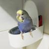 Bird Toilet for Pet Birds - Wall-Mounted Training Solution view 3