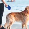 Automatic Retractable Dog Leash view 2