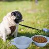 Portable Double Dog Food Bowl, Foldable Travel Bowl for Outdoor Activities view 2