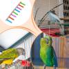 Budgie Ladder view 4