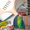 Wooden Bird Ladder view 4