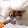 Pet Nail File - Dog Nail File view 2