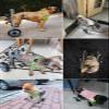 Adjustable Dog Wheelchair for Small, Medium, and Large Dogs view 2
