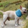 Breathable Soft Scarf for Small to Medium Dogs and Cats view 2