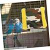 INOOMP Parrot Nest Birdhouse view 2