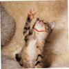BESTonZON Adjustable Cat Collar with Bell view 4