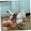 Rooster Anti-Crow Collars, 4-Pack, Nylon view 4