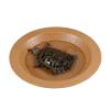 Turtle Feeding Dish view 1