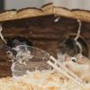 UKCOCO Hamster Toy Transparent Digging Box with Climbing Ladder view 4
