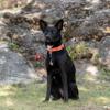 Ferplast Daytona Dog Collar, Size M, Gray, Padded Nylon, Adjustable Metal Buckle, Neck 34–42 cm view 2