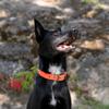 Ferplast Daytona Dog Collar, Size M, Gray, Padded Nylon, Adjustable Metal Buckle, Neck 34–42 cm view 3