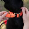 Ferplast Daytona Dog Collar, Size M, Gray, Padded Nylon, Adjustable Metal Buckle, Neck 34–42 cm view 4