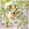 Toddmomy Dog Sunglasses for Small Dogs with UV and Wind Protection view 4