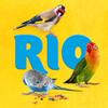 RIO Spray Millet | Double Pack | 2 x 100 g view 3