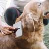 Dog Grooming Brush for Shedding and Detangling view 2