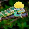 Miniature Reptile Helmet for Pets view 4