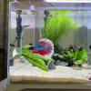 Betta Leaf Hammock, 5-Piece Set view 2