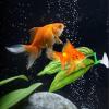 Betta Leaf Hammock, 5-Piece Set view 3
