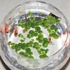 Alasum Artificial Water Plants Mini Pond Decoration view 2