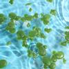 Alasum Artificial Water Plants Mini Pond Decoration view 3