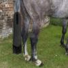Horse Tail Bag - Waterproof Tail Cover, Durable Horse Gear view 2