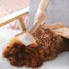 Dog Brush with Pin Needle view 2