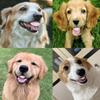 Dog Dentures - Fun Silicone Teeth view 4