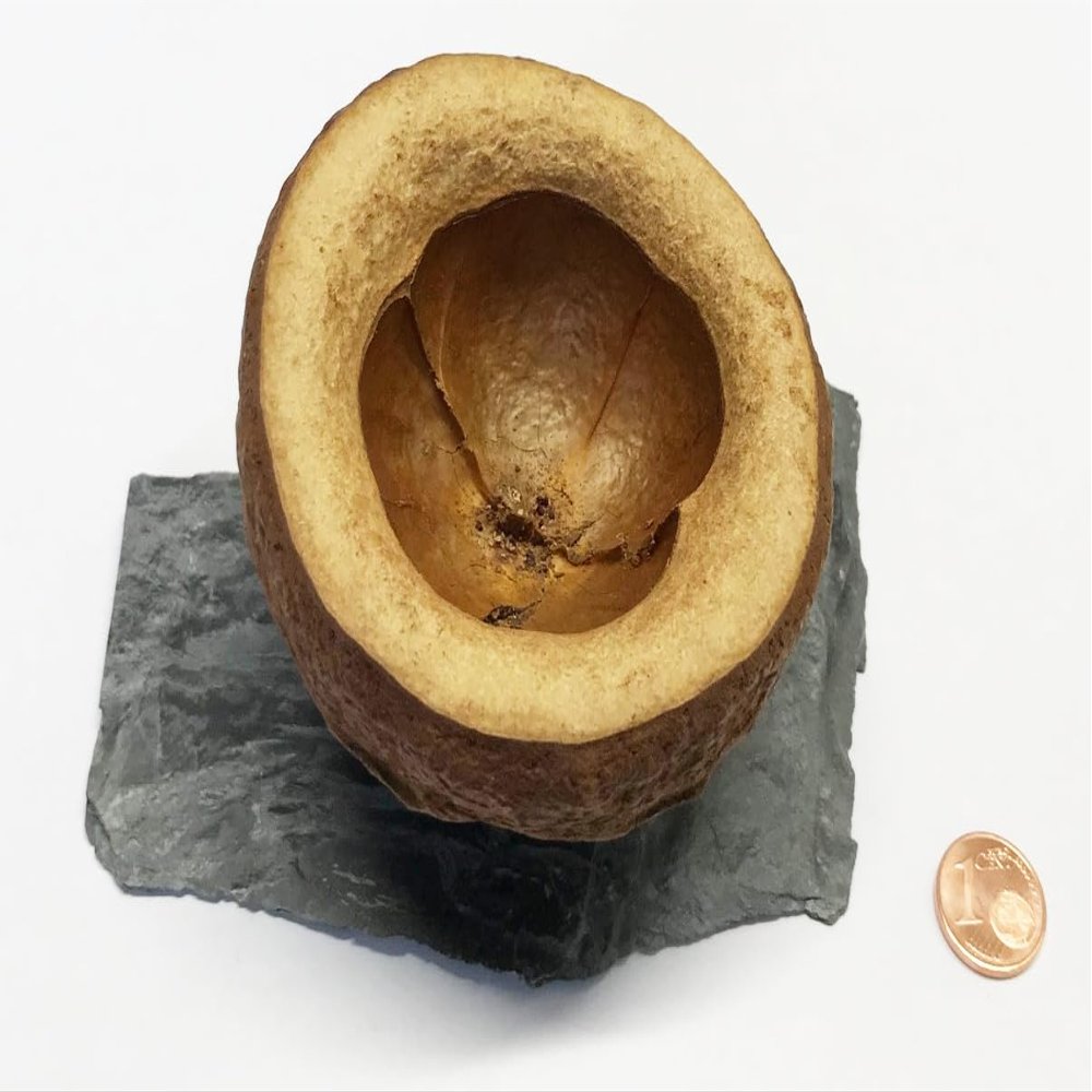 Natural Chapeuzinho Feeding Bowl on Slate Plate, 6-8 cm