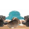 Milk Feeder for Newborns and Small Pets view 3