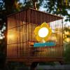 Bird Cage Mirror for Parakeets and Cockatiels view 3