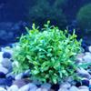 Yctze Lifelike Aquarium Plant Decoration view 2