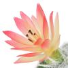 Yctze High Simulation Artificial Cactus for Reptiles view 2