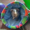 Coccolle Cozy Pet Bed view 3