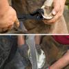 3-Piece Hoof Rasp Set for Horses view 2