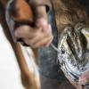 3-Piece Hoof Rasp Set for Horses view 4