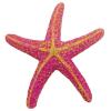 Hexagonal Aquarium Decoration with Artificial Starfish view 3