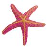 Hexagonal Aquarium Decoration with Artificial Starfish view 4