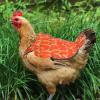 Yianyal Chicken Saddle for Poultry - Feather Protection for Chickens & Poultry view 2