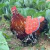 Yianyal Chicken Saddle for Poultry - Feather Protection for Chickens & Poultry view 3