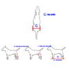 Adjustable 2-Wheel Pet Wheelchair for Small Dogs and Cats view 3